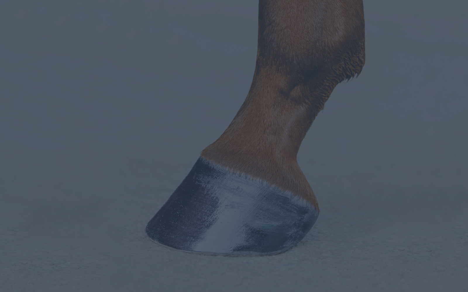 HOOF HEALTH