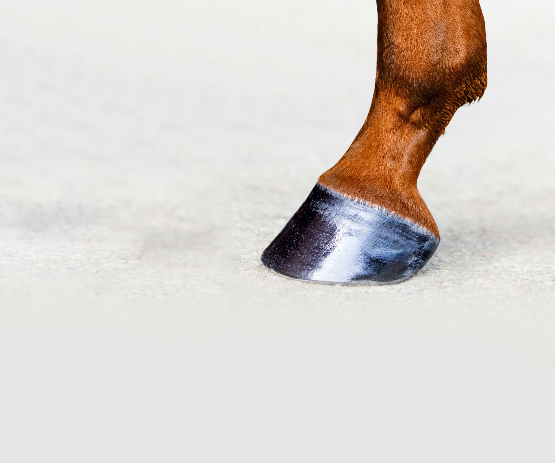 Hoof Health Horse Care Products Thomas Pettifer & Co UK